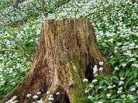 Toter Baumstumpf im Bärlauchfeld